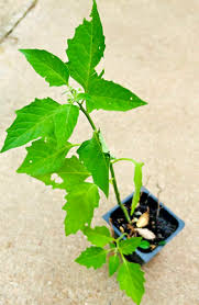 Attēlu rezultāti vaicājumam “Solanum nigrum leaf”