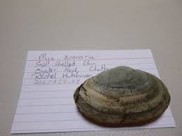 Attēlu rezultāti vaicājumam “Mya arenaria”