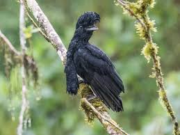 Attēlu rezultāti vaicājumam “Blepharidopterus angulatus imago”