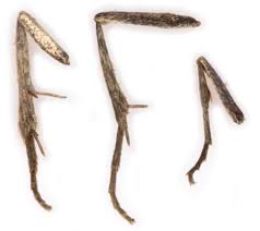 Attēlu rezultāti vaicājumam “Hypochalcia ahenella”