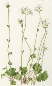 Attēlu rezultāti vaicājumam “Saxifraga granulata leaf”