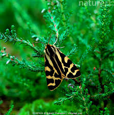 Attēlu rezultāti vaicājumam “Parasemia plantaginis”