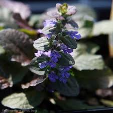 Image result for Ajuga reptans