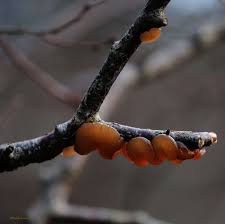 Attēlu rezultāti vaicājumam “Exidia repanda”