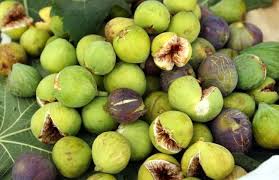 Attēlu rezultāti vaicājumam “Libanotis montana fruit”