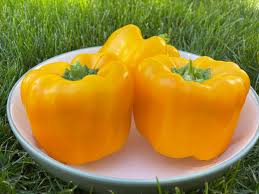 Afbeeldingsresultaat voor californian wonder golden sweet pepper