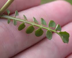 Attēlu rezultāti vaicājumam “Cardamine pratensis leaf”