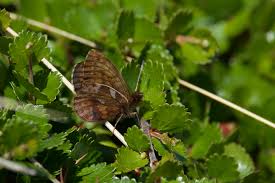 Attēlu rezultāti vaicājumam “Clossiana selene upperside”