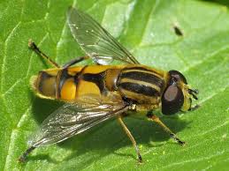 Attēlu rezultāti vaicājumam “Helophilus sp.”