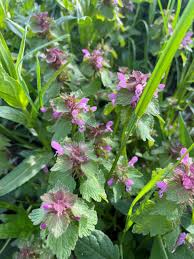 Attēlu rezultāti vaicājumam “Lamium purpureum flower”
