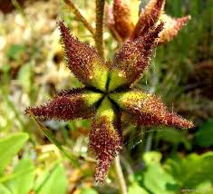 Image result for Diptam