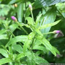 Attēlu rezultāti vaicājumam “Epilobium roseum flower”