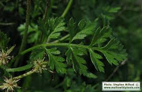 Attēlu rezultāti vaicājumam “Daucus carota subsp. carota leaf”