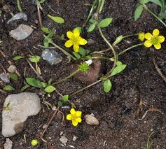 Attēlu rezultāti vaicājumam “Ranunculus flammula”