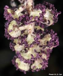 Attēlu rezultāti vaicājumam “Populus x petrowskyana flower”