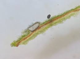 Attēlu rezultāti vaicājumam “Phaeographis dendritica”