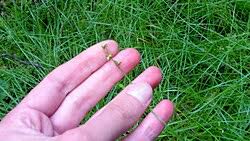 Attēlu rezultāti vaicājumam “Carex loliacea”