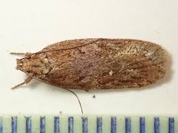 Attēlu rezultāti vaicājumam “Depressaria olerella”