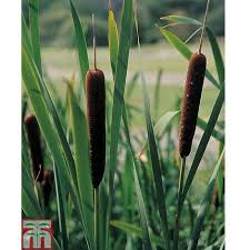 Attēlu rezultāti vaicājumam “Typha angustifolia”
