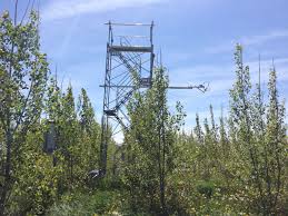 Attēlu rezultāti vaicājumam “Populus x petrowskyana”