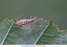 Attēlu rezultāti vaicājumam “Nabis limbatus”