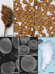 Attēlu rezultāti vaicājumam “Sphacelotheca hydropiperis”