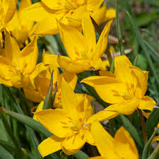 Attēlu rezultāti vaicājumam “Tulipa sylvestris”
