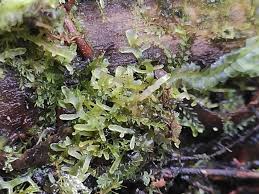 Attēlu rezultāti vaicājumam “Breidleria pratensis”