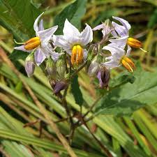 Attēlu rezultāti vaicājumam “Solanaceae”