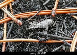 Attēlu rezultāti vaicājumam “Pterostichus quadrifoveolatus”