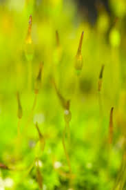 Attēlu rezultāti vaicājumam “Cribraria aurantiaca stalked”