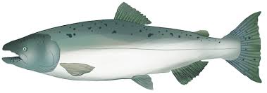 Image result for Oncorhynchus tshawytscha
