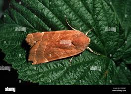 Attēlu rezultāti vaicājumam “Noctua fimbriata”