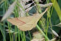 Attēlu rezultāti vaicājumam “Rhodostrophia vibicaria”