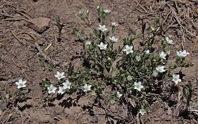 Attēlu rezultāti vaicājumam “Carex arenaria  flower”