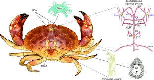 Image result for Cancer borealis