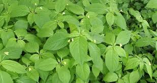 Attēlu rezultāti vaicājumam “Impatiens parviflora leaf”