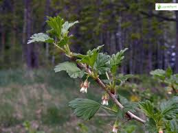Attēlu rezultāti vaicājumam “Ribes uva-crispa leaf”