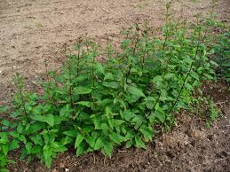 Attēlu rezultāti vaicājumam “Scrophularia nodosa”