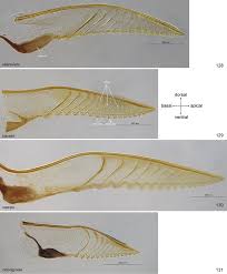 Attēlu rezultāti vaicājumam “Pristiphora maesta larva”
