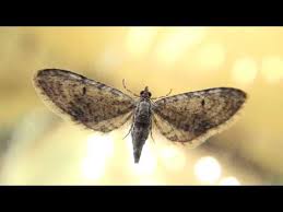 Attēlu rezultāti vaicājumam “Eupithecia lanceata”