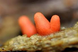 Attēlu rezultāti vaicājumam “Lycogala conicum”