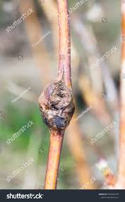 Attēlu rezultāti vaicājumam “Lasioptera rubi”