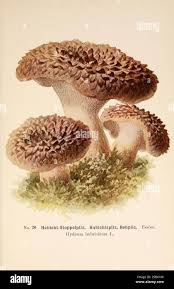 Attēlu rezultāti vaicājumam “Sarcodon imbricatum”