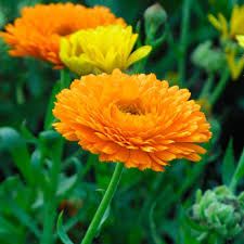 Attēlu rezultāti vaicājumam “Calendula officinalis flower”