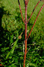 Attēlu rezultāti vaicājumam “Trichia botrytis var. cerifera stalked”