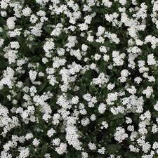 Attēlu rezultāti vaicājumam “Myosotis sylvatica flower”
