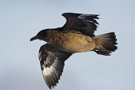 Image result for Stercorarius skua
