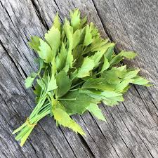 Image result for Liebstöckel