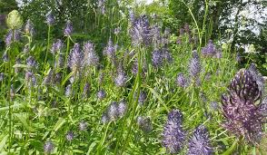 Attēlu rezultāti vaicājumam “Phyteuma spicatum bud”